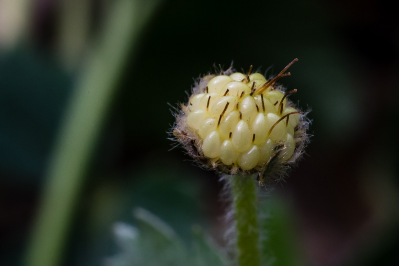 Potentilla sterilis / Potentilla sterile